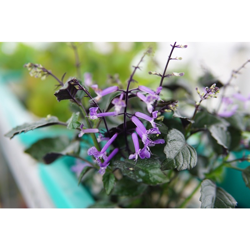 Cây Hoa Mona Lavender JUN GARDEN màu tím