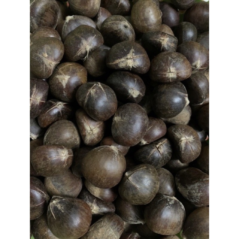 Hạt dẻ tươi Loại 1