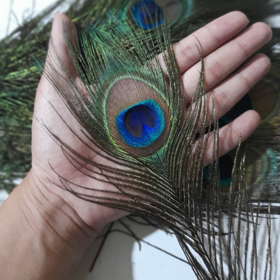 Lông Công 25-30cm Mắt to 4-6cm | BigBuy360 - bigbuy360.vn