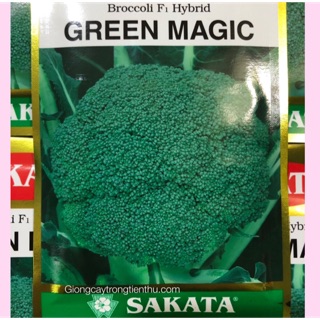HẠT GIỐNG LƠ XANH F1 GREEN MAGIC (SAKATA)-Hạt giống chất lượng cao