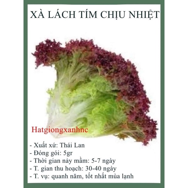 Hạt Giống Xà Lách Tím - Rau Xà Lách Xoăn Tím Lollo Rossa Dễ Trồng, Giàu Dinh Dưỡng, Gói 5 Gram