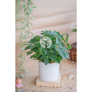 Chậu cây Ngũ gia bì đuổi muỗi trồng trong chậu men