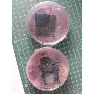 dung dịch chống mốc thảo mộc