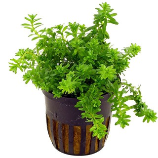Vẩy ốc Xanh Lá Kim