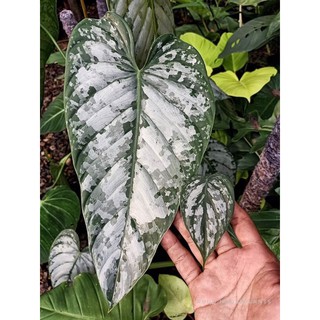Cây philodendron brandtianum