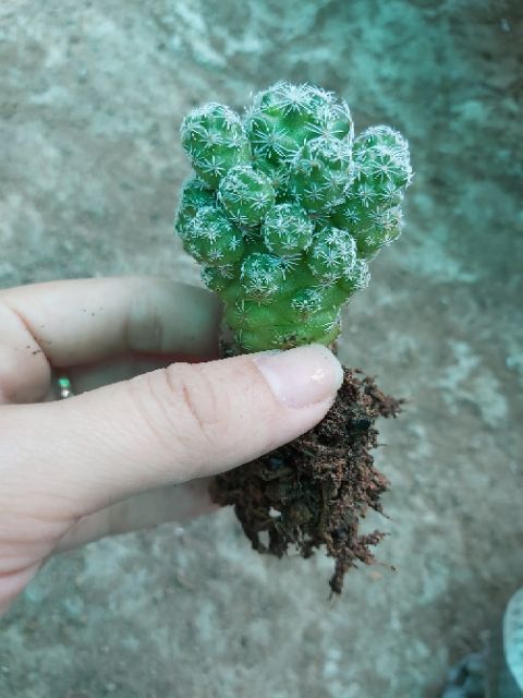 Xương rồng chứng chim