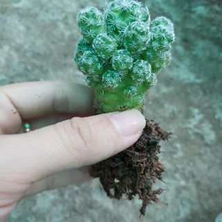 Xương rồng chứng chim
