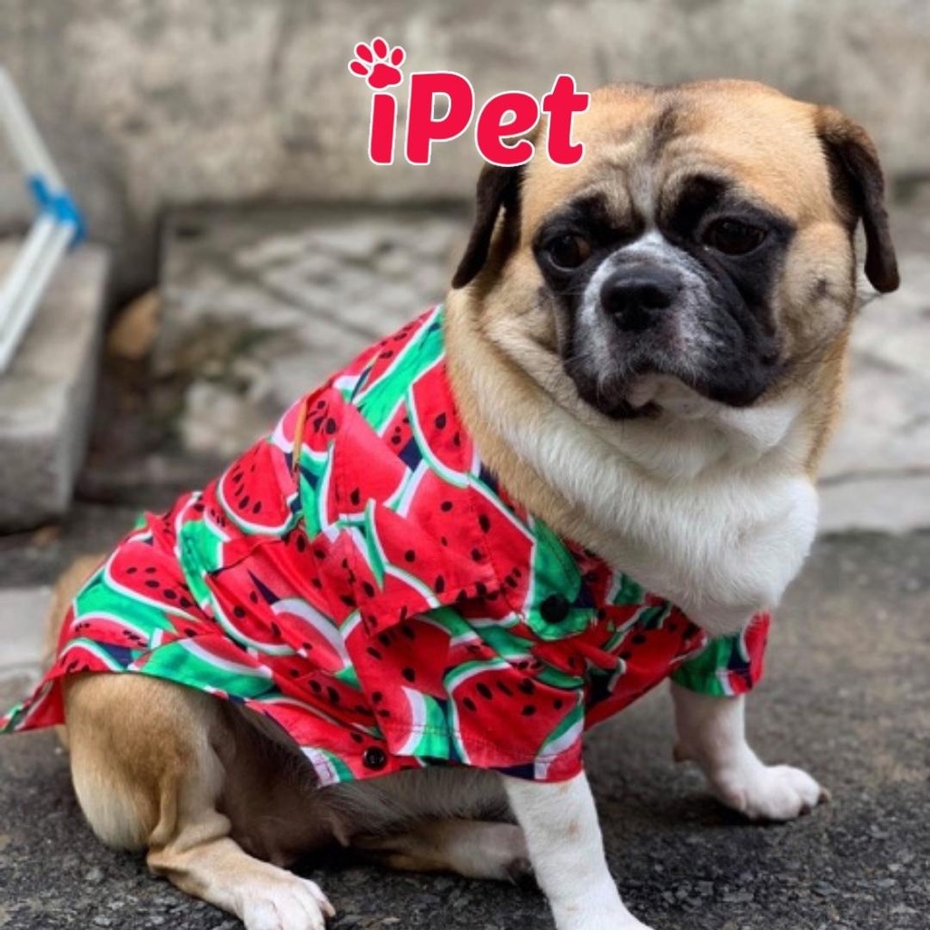 Áo sơ mi họa tiết trái cây cho thú cưng chó mèo - iPet Shop