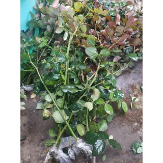 Cành Chiết Hoa Hồng  Cổ Quế (Giống Hoa Hồng)