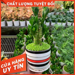 CÂY PHÁT TÀI đẹp phong thủy để bàn - TẶNG chậu sứ + lót cỏ may mắn Free ship toàn quốc