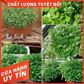 HẠT GIỐNG XÀ LÁCH XOONG MỸ TÁCH 150 h
