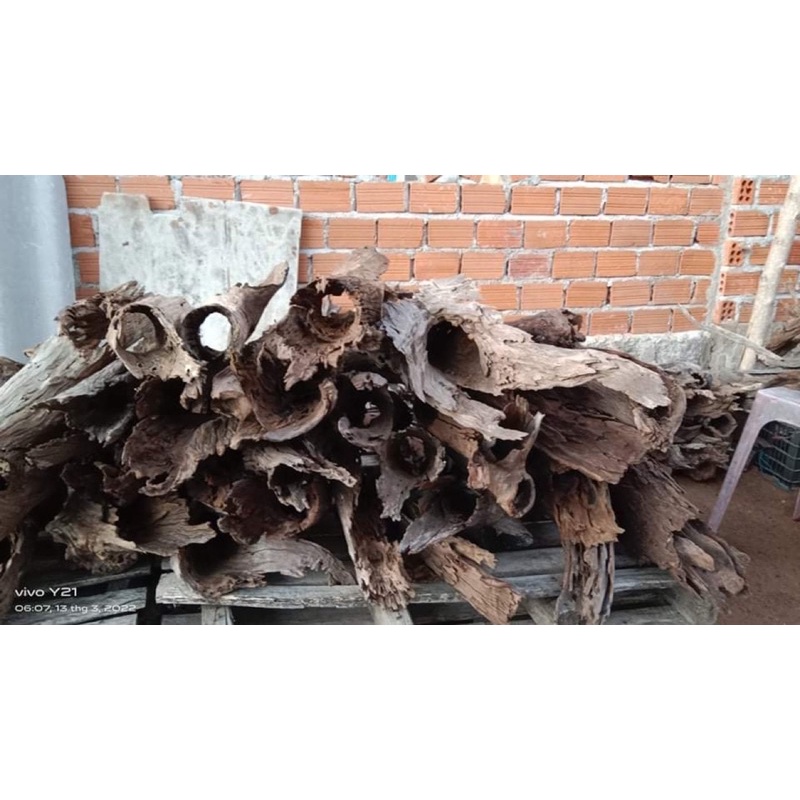 lũa san đá ống - san đá ống thuỷ sinh