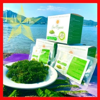 [CHÍNH HÃNG] COMBO 3 gói Rong nho/Rong tách nước Khánh Hòa loại 50gr- tặng kèm xốt mè rang Okinawa