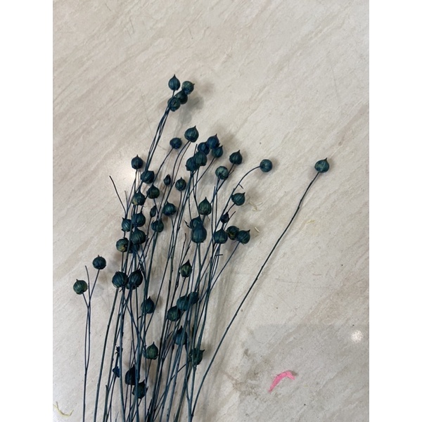 Hoa cỏ khô Flax trang trí, decor nhà cửa