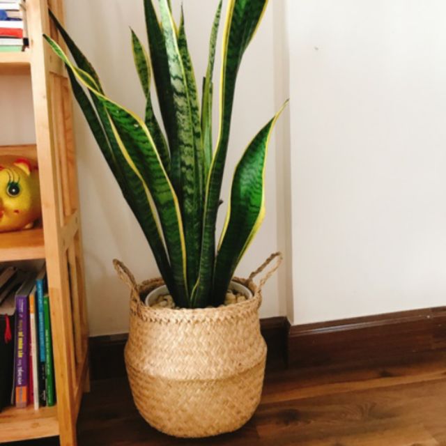 Chậu cây/giỏ hoa trang trí