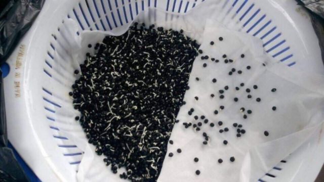Hạt giống măng tây xanh / trắng- gói 30 hạt