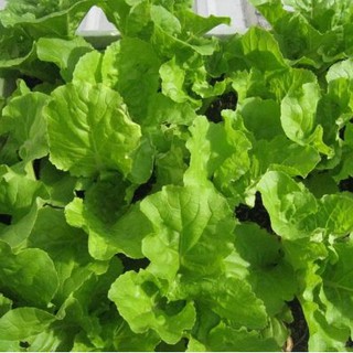 10gram HẠT GIỐNG CẢI BẸ DÚN