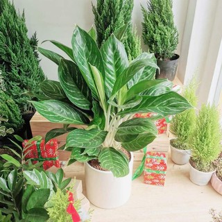 Cây bạch mã hoàng tử to