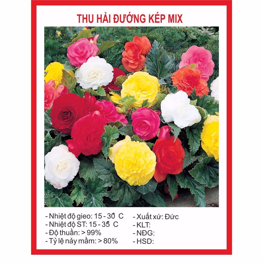 Hạt Giống Hoa Thu Hải Đường kép Mix 5 Hạt