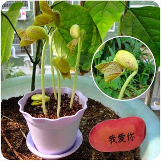 (HB)-hạt đâu thần kì