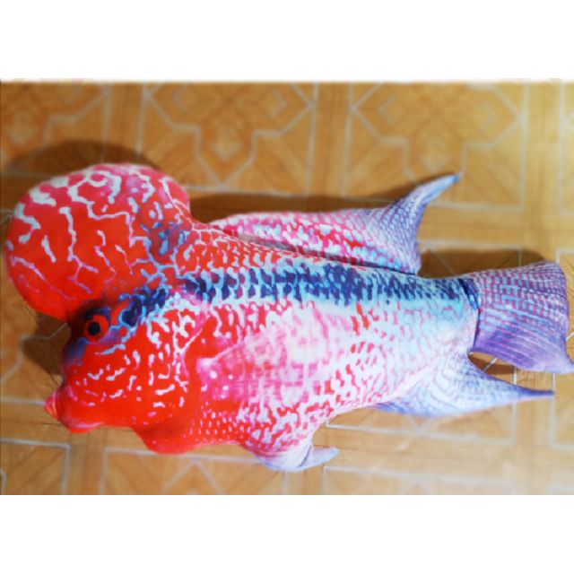 CÁ LA HÁN NHỒI BÔNG IN 3D( Hàng VN)