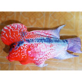 Cá la hán nhồi bông in 3d