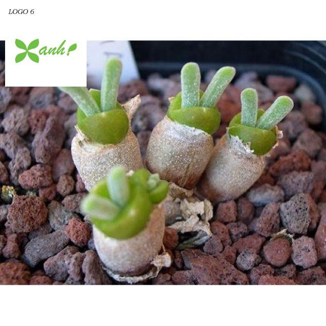 Hạt gióng cây tai thỏ mix màu 20 hạt