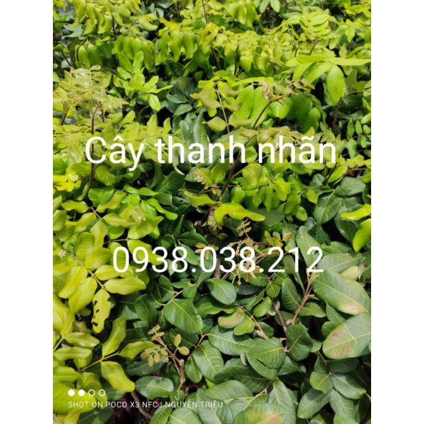 CÂY GIỐNG THANH NHÃN