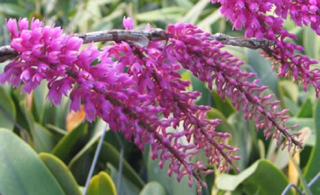 1 bó Lan báo hỷ 200g