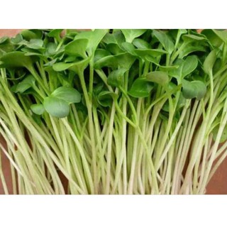 HẠT GIỐNG RAU MẦM CỦ CẢI TRẮNG GÓI 50GR