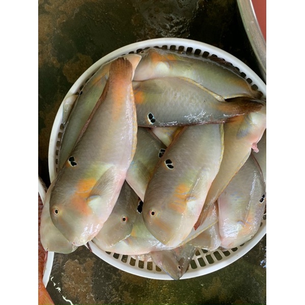 Cá biển, cá mó bự làm sạch  - tầm 0.45kg/khay