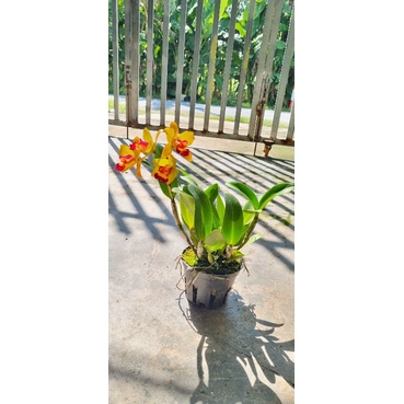 Hoa lan catt mini vàng lưỡi đỏ