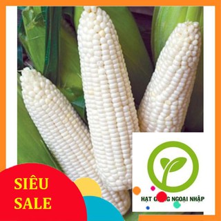 gói 30 hạt giống ngô nếp HAT F1