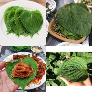 100h hạt giống lá mè , dể trồng tỉ lệ nảy mầm cao