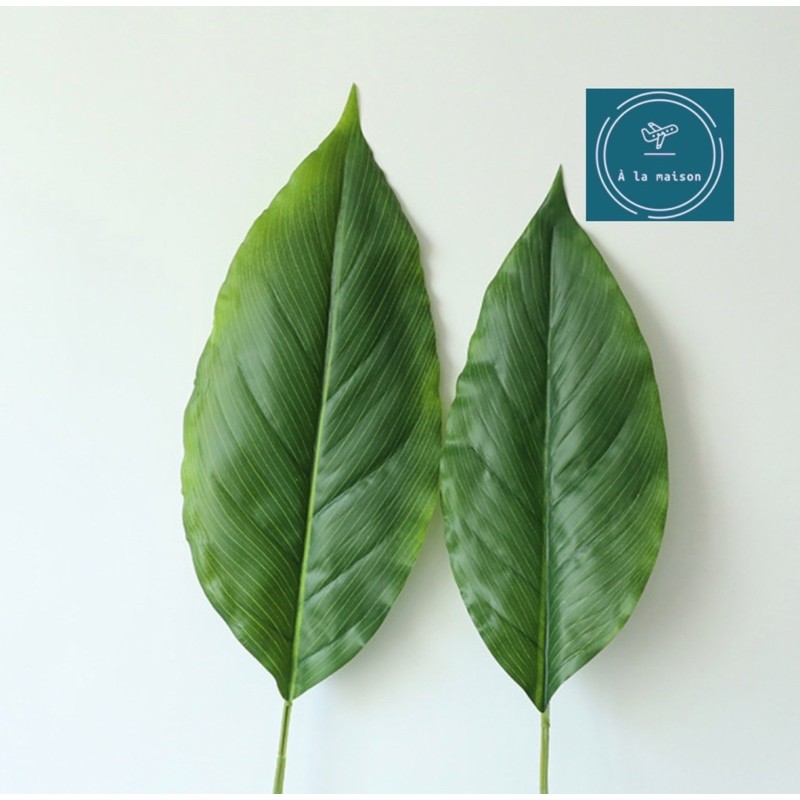 Cành lá Calathea cao 90cm dùng trong decor thiết kế chụp ảnh, trang trí nhà cửa