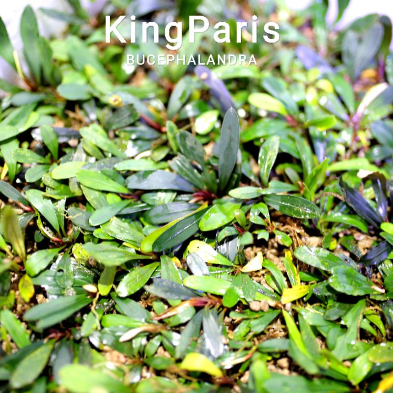 Bucep King Paris | Hàng ngọn | Lá cạn | cây thủy sinh siêu khác biệt
