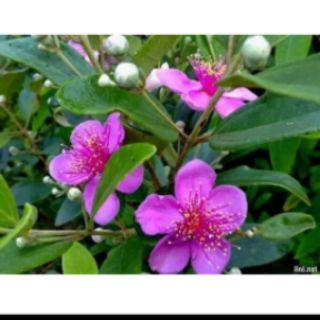 Com bo 10 cây sim rừng chữa nhiều bệnh