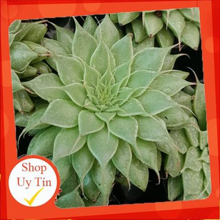 sen đá sen kim🍏 |FREESHIP| 🔥 XỨ NÓNG, ĐÃ THUẦN KHÍ HẬU, KHOẺ ĐẸP 🍏 LỖI 1 ĐỔI 1