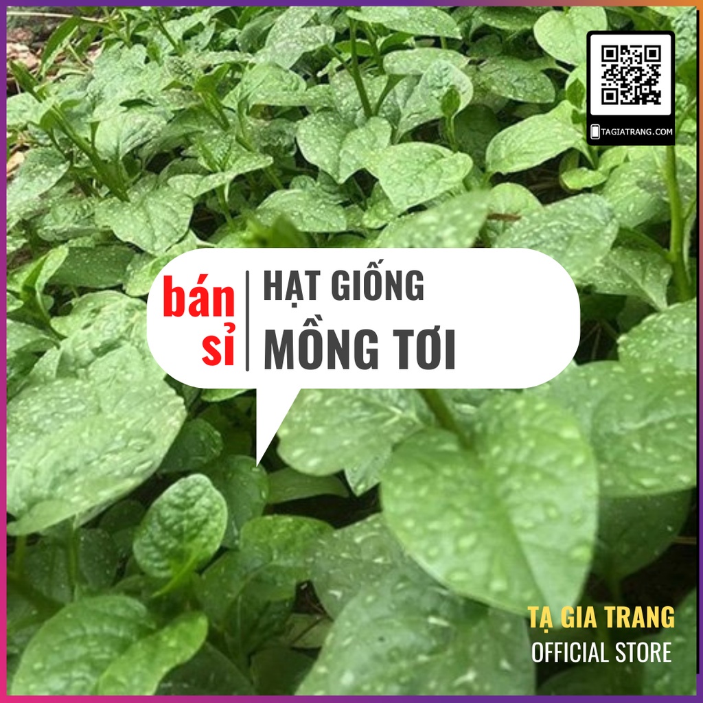 [Bán sỉ] - Hạt Giống Rau Mồng Tơi Cao Sản