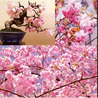 Gói 10 hạt giống hoa anh đào
