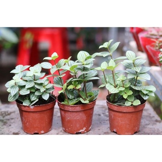 Cây Lá kim cương