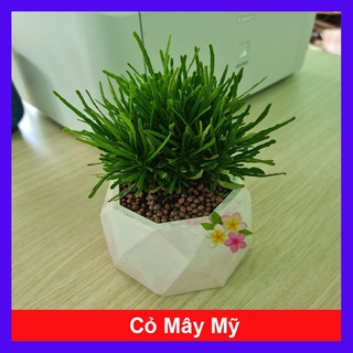 Cây cỏ mây mỹ - Cây cảnh để bàn - caykiengsadec