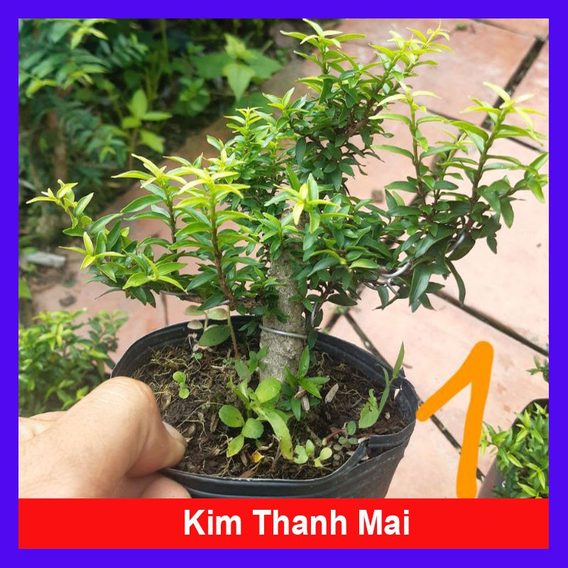 Cây Kim Thanh Mai - Cây cảnh bonsai để bàn