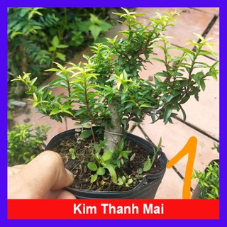 Mua Cây Kim Thanh Mai - Cây cảnh bonsai để bàn
