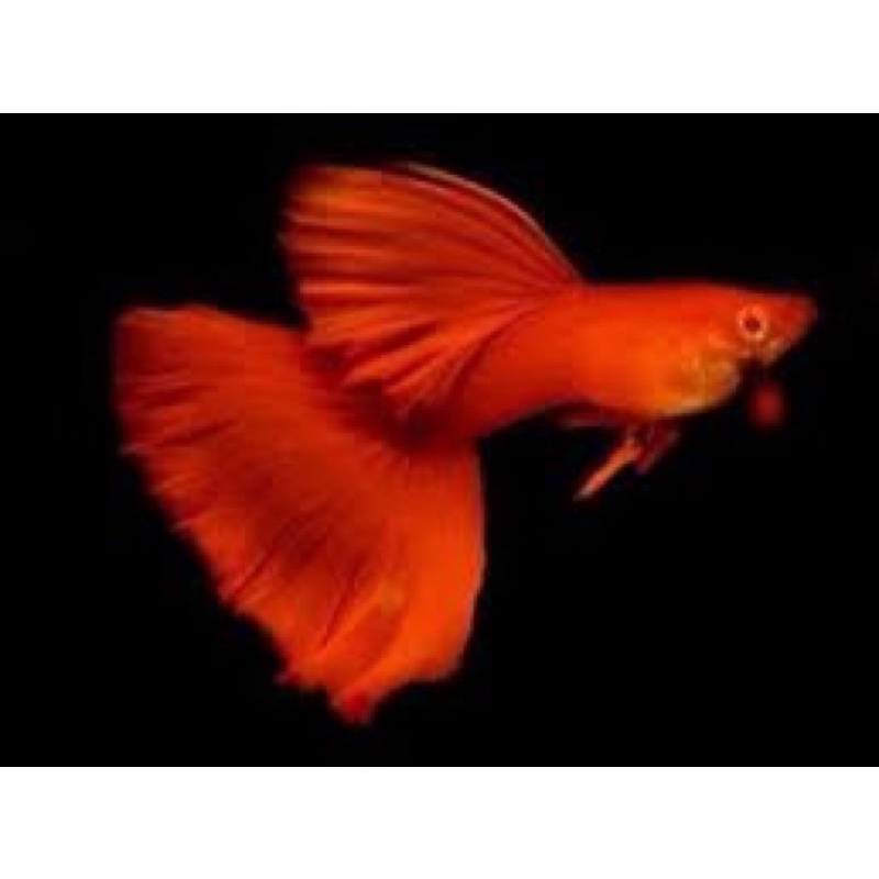 Cá 7 màu full red bds 35k/đôi