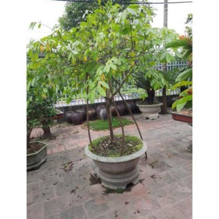 Cây hoa dẻ ta thơm ngát hương , cây đẹp, giống chuẩn