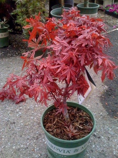 Phong lá đỏ để bàn dáng bonsai