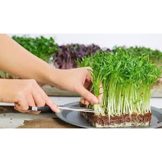 20 gram hạt giống mầm rau cải mơ