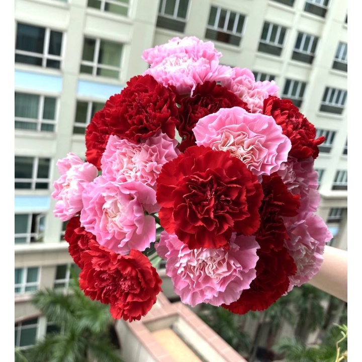 100h Hạt Giống Hoa Cẩm Chướng Kép Mix - TaNe Garden