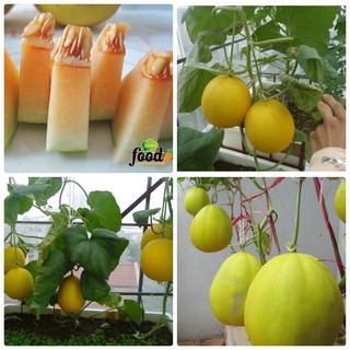 Hạt giống Dưa Kim Cô Nương ( 10 hạt)